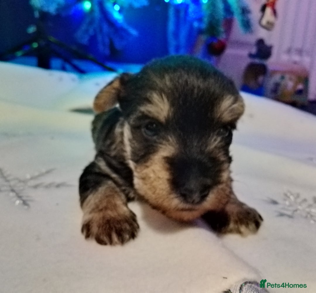 Mixed Breed dogs for sale: Schnauzer cross - Advert 3
