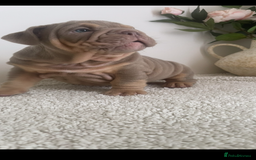 English Bulldog dogs for sale: Top quality English bulldog puppies  - Image 8