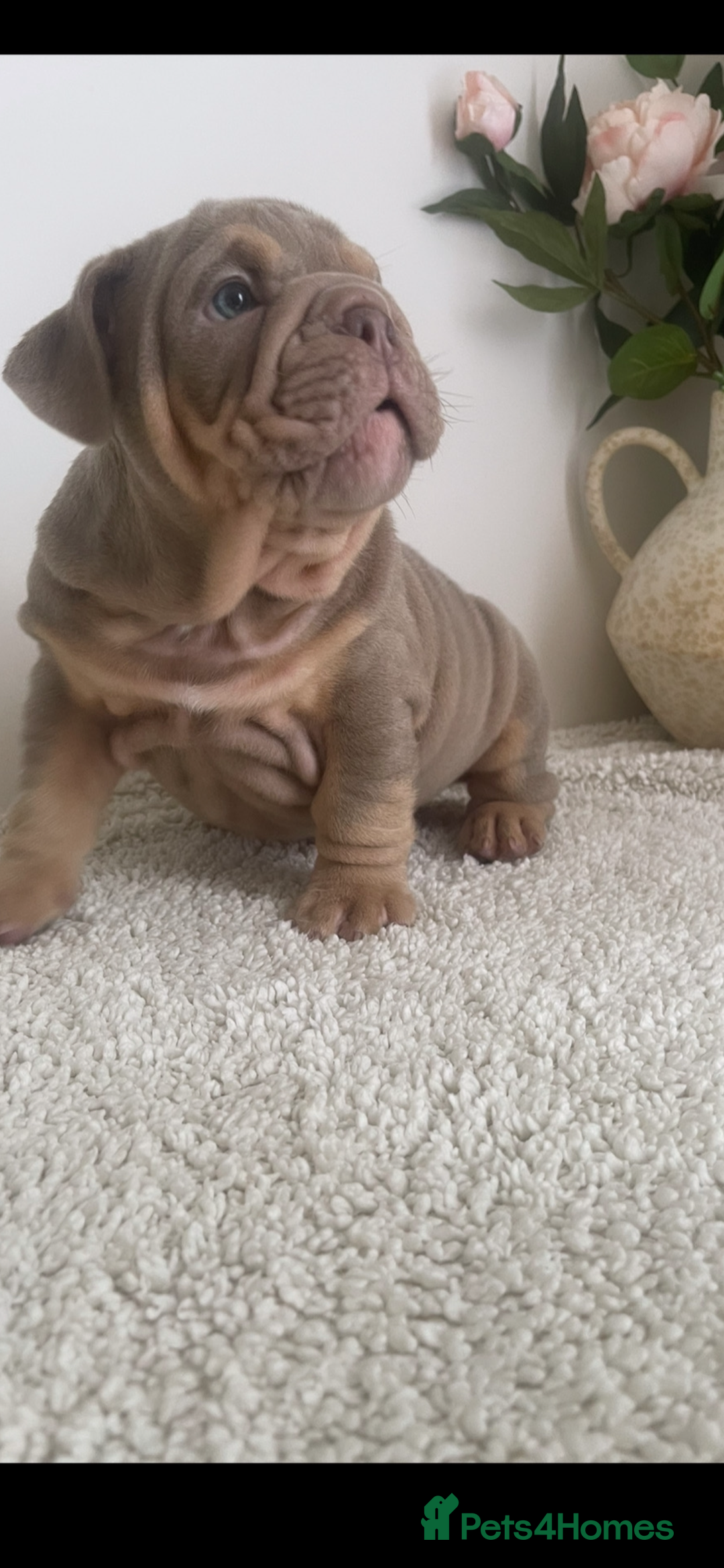 English Bulldog dogs for sale: Top quality English bulldog puppies  - Image 8
