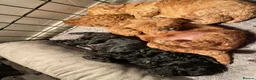 Toy Poodle dogs for sale: 2 Toy Poodle Puppies in Colne - Advert 3