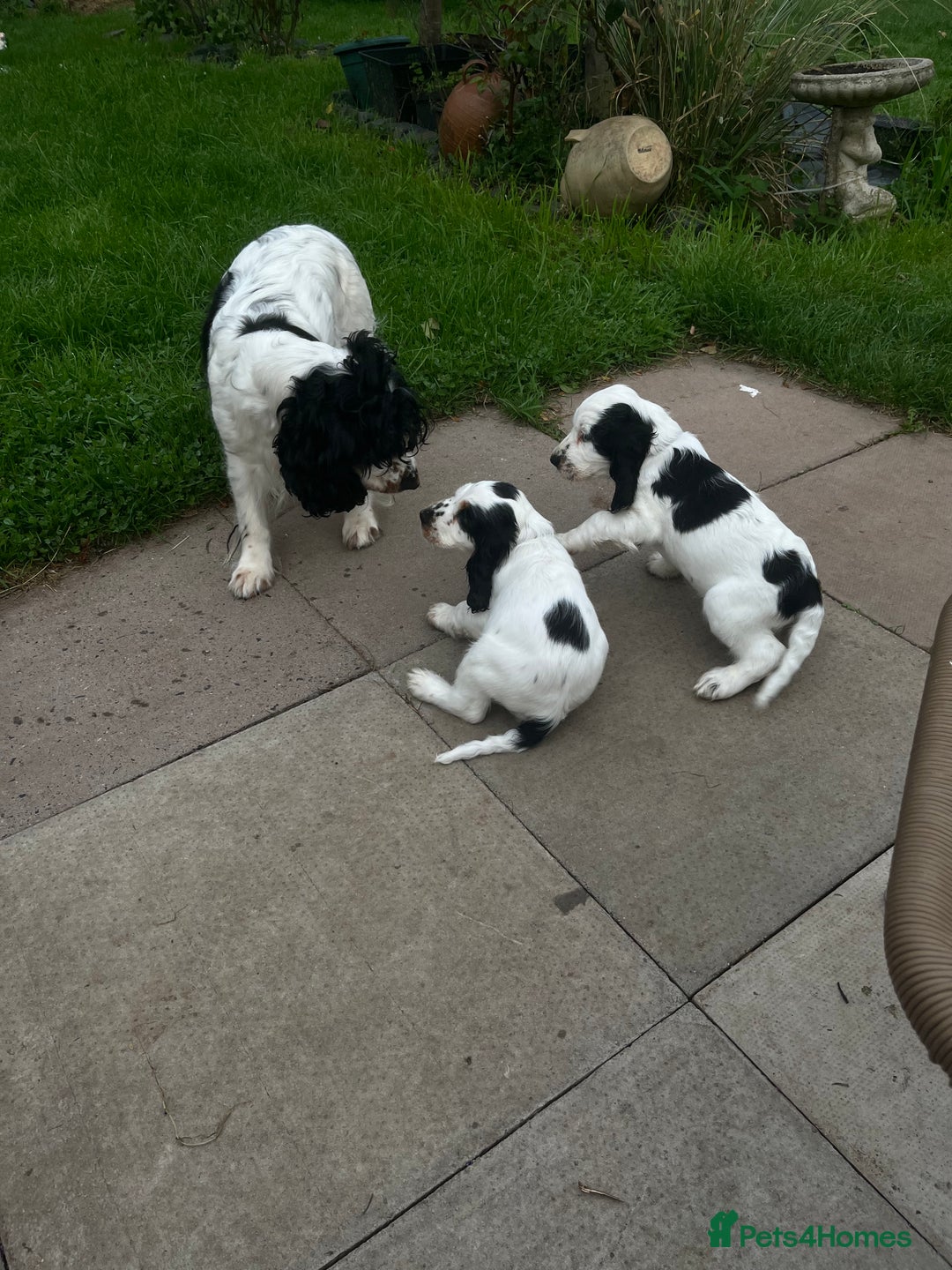 Cocker Spaniel dogs for sale: Show Cocker Spaniels2 - Image 2