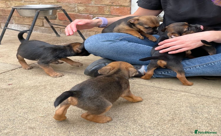 Mixed Breed dogs - Advert 6