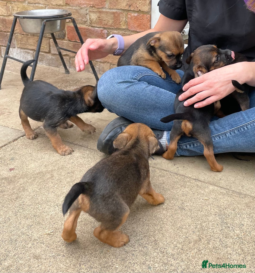 Mixed Breed dogs for sale: Miniature Jack Russell x Border terrier - Image 1
