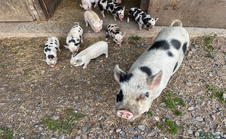 Pig livestock - Advert 1
