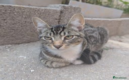 Domestic Shorthair cats for sale: Playful 4-Month-Old Kitten - Image 1