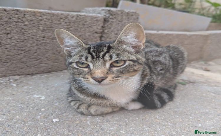 Domestic Shorthair cats - Advert 4