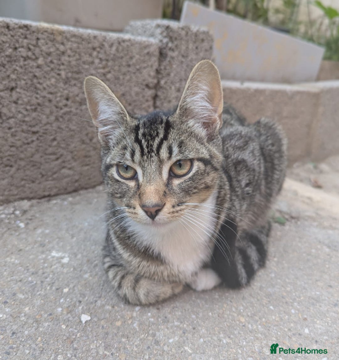Domestic Shorthair cats for sale: Playful 4-Month-Old Kitten - Image 1