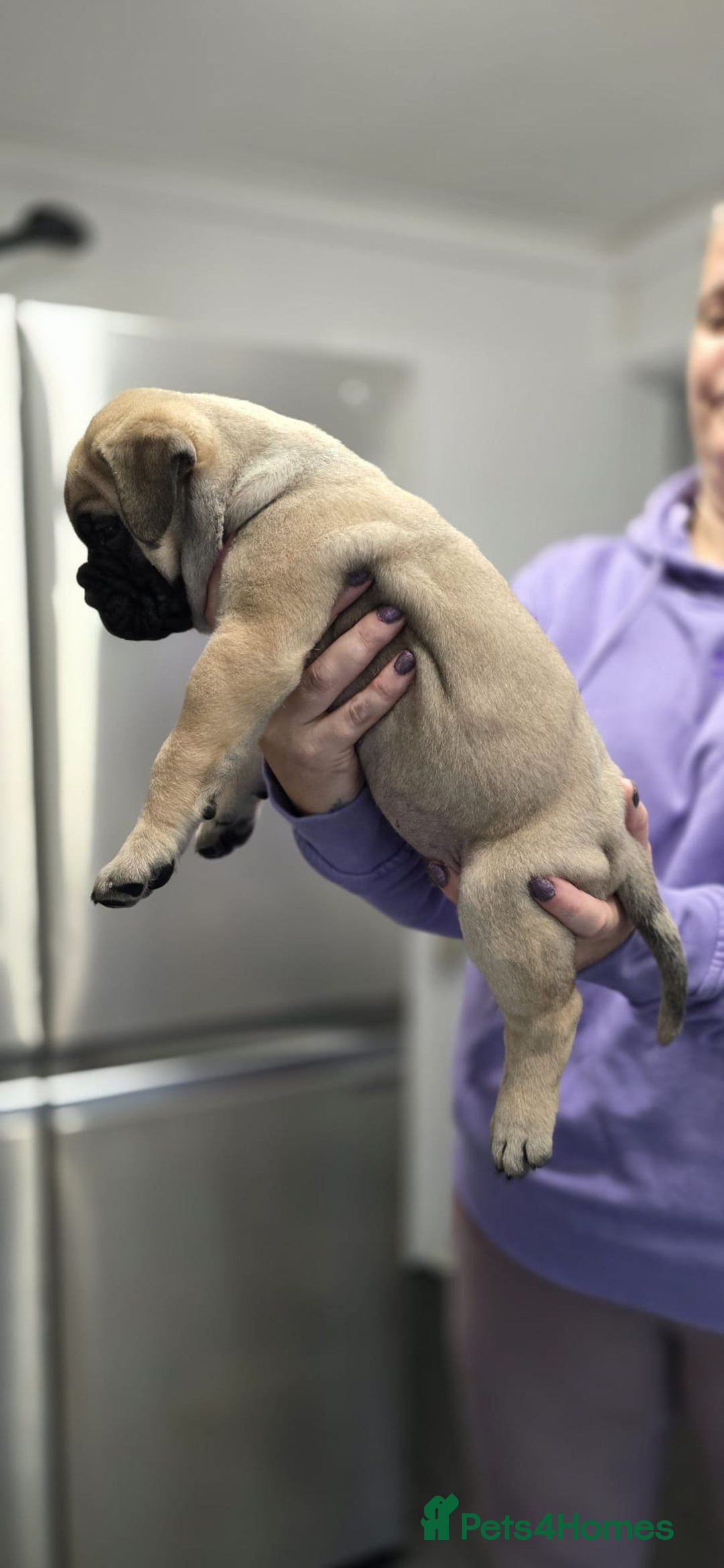 Bullmastiff dogs for sale: Bullmastiff Puppies  - Image 14