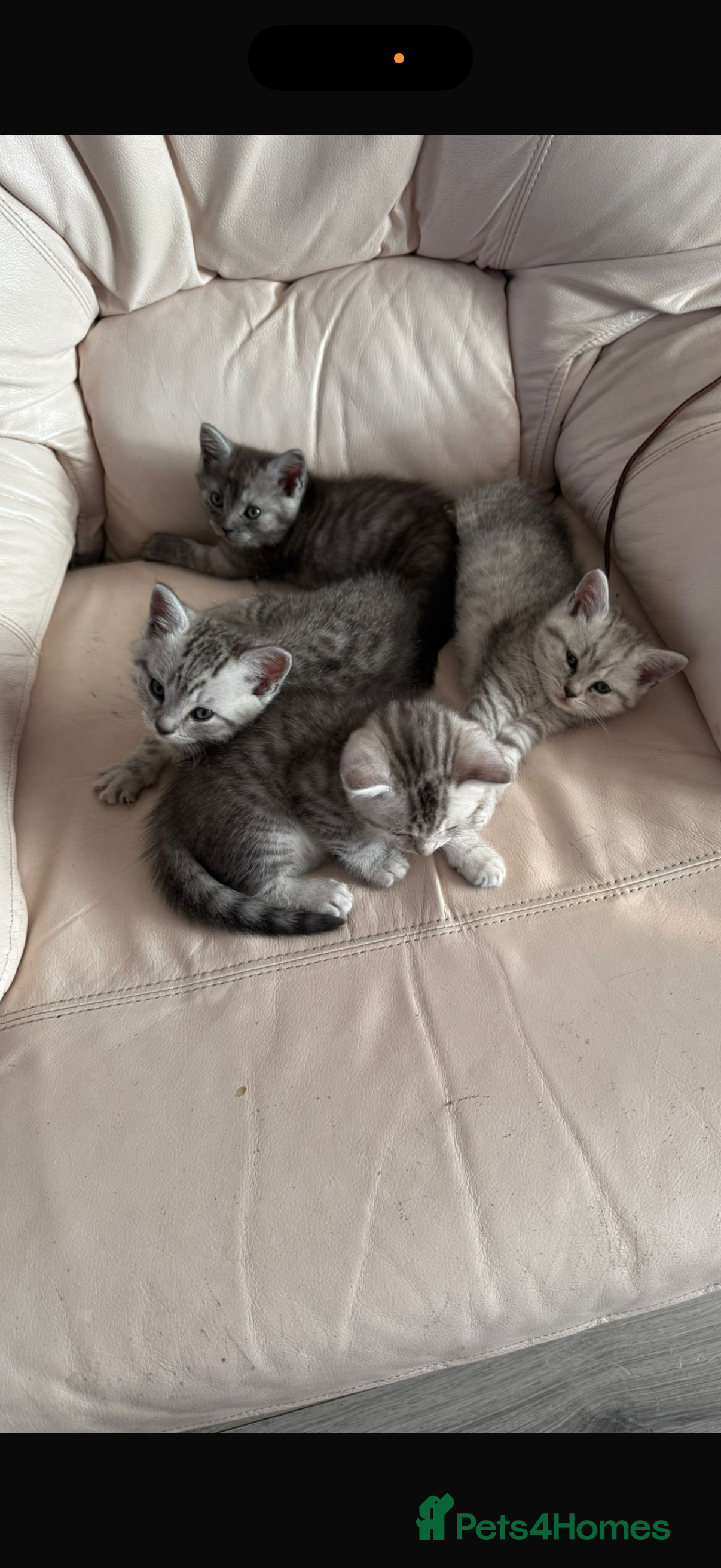 British Shorthair cats STUNNING LITTER OF BRITISH SHORTHAIR CROSS RAGDOLL in Queenborough - Advert 4