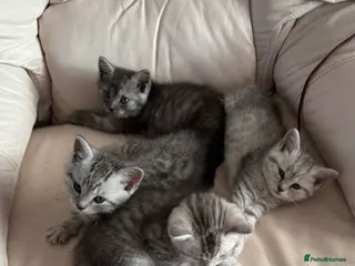 British Shorthair cats STUNNING LITTER OF BRITISH SHORTHAIR CROSS RAGDOLL in Queenborough - Advert 1