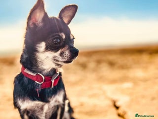 Chihuahua dogs 2 beautiful boys - Advert 1