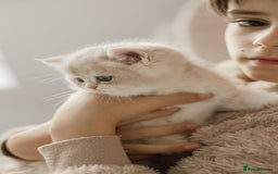 British Shorthair cats for sale: Cuddly Golden Blue British Shorthair girl  - Advert 18