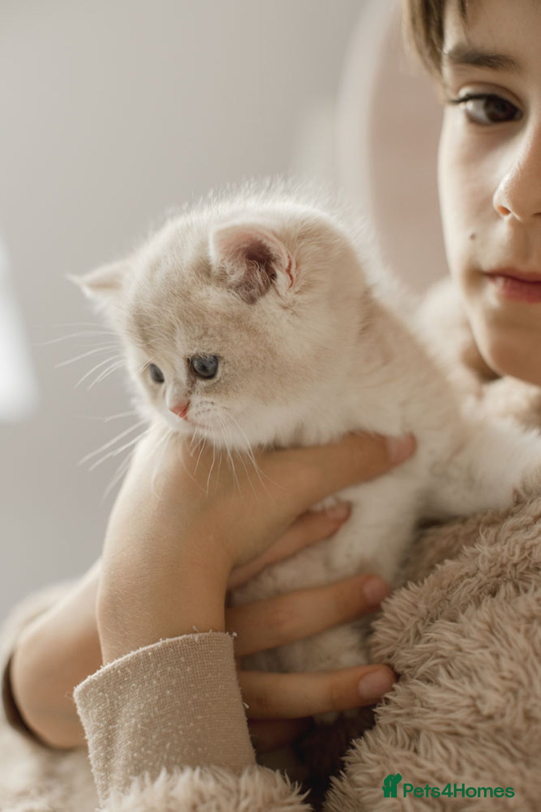 British Shorthair cats for sale: Cuddly Golden Blue British Shorthair girl  - Advert 18