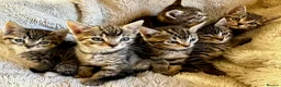 Bengal cats for sale: Glittery Bengal X With Famous References! - Advert 8