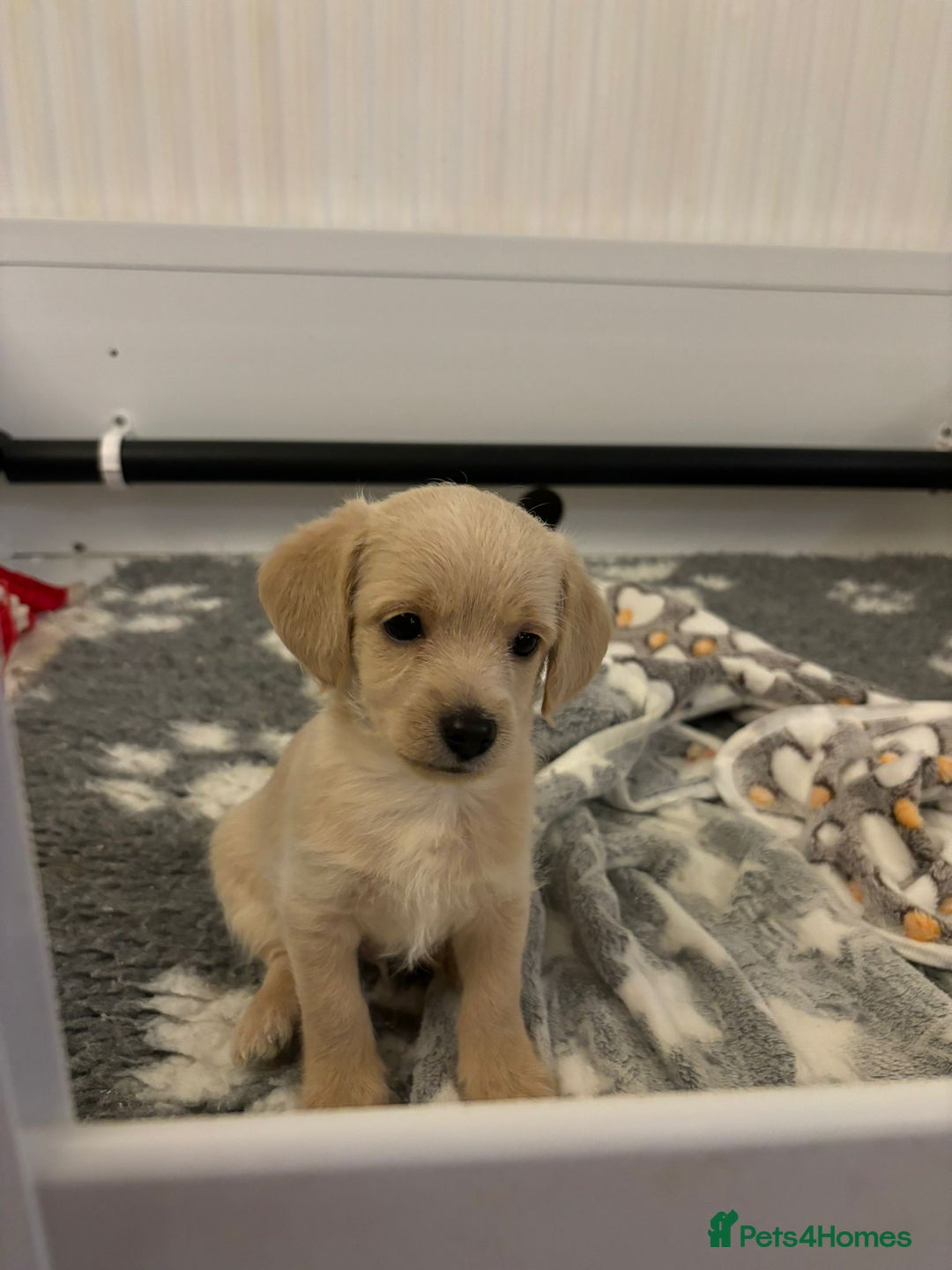 Chipoo dogs for sale: Chipoo - Advert 3