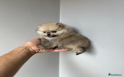 Pomeranian dogs for sale: Last Pomeranian Male - Image 3