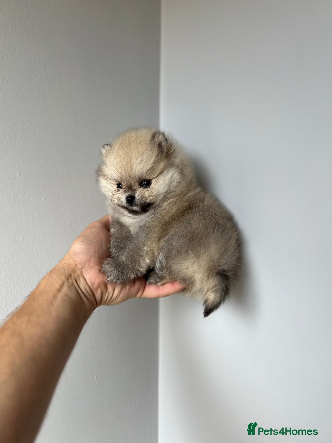 Pomeranian dogs for sale: Last Pomeranian Male - Image 3