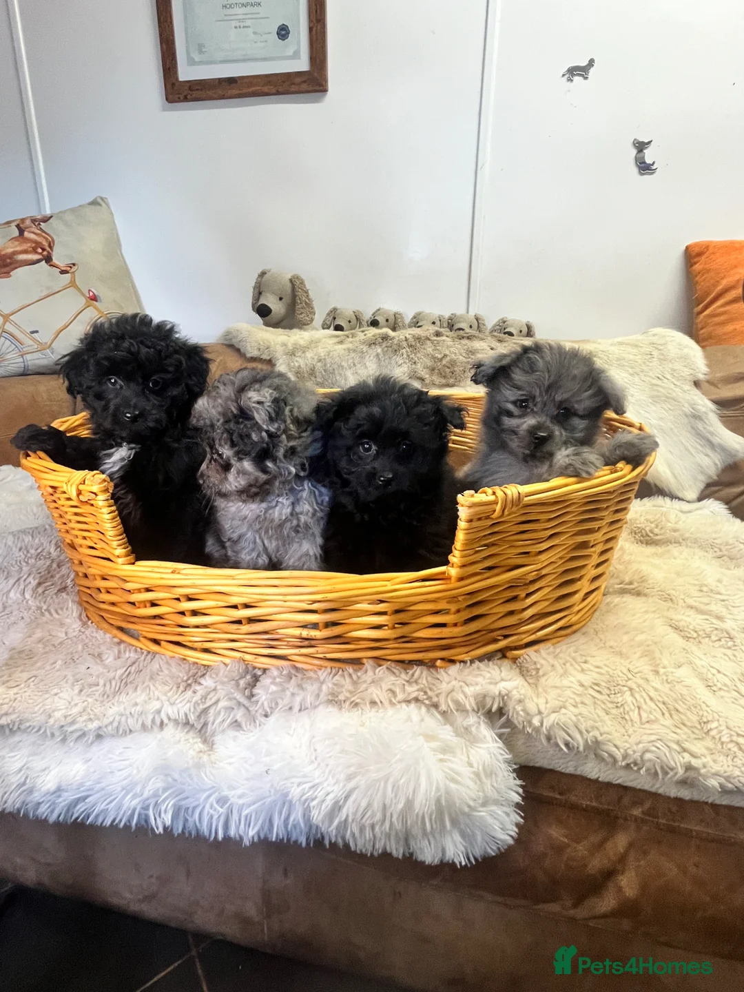 Pomapoo dogs for sale: stunning fluff balls - Advert 1