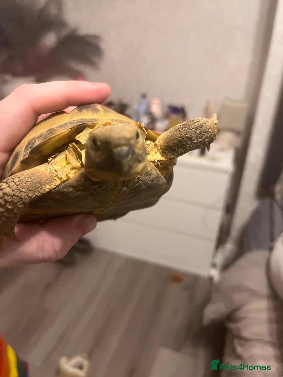 Tortoise reptiles for sale: Horsefield tortoise - Advert 4