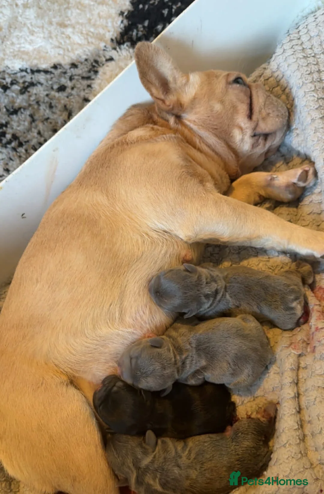 French Bulldog dogs for sale: Beautiful French bulldogs - Advert 2