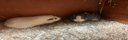 Mixed Breed rodents for sale: Baby Sow/Girl boar/boys Guinea pigs - Advert 1