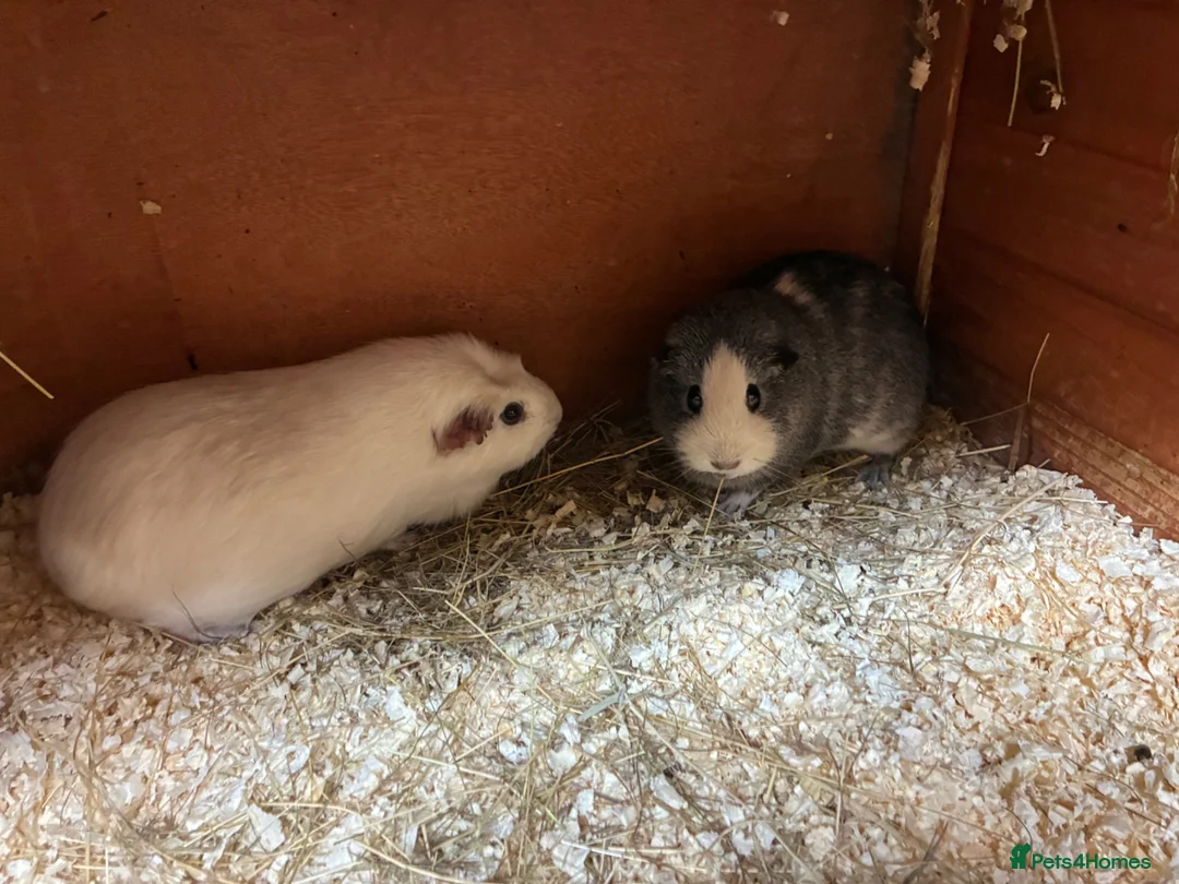 Mixed Breed rodents for sale: Baby Sow/Girl boar/boys Guinea pigs - Advert 1