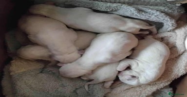 Dalmatian dogs - Advert 5