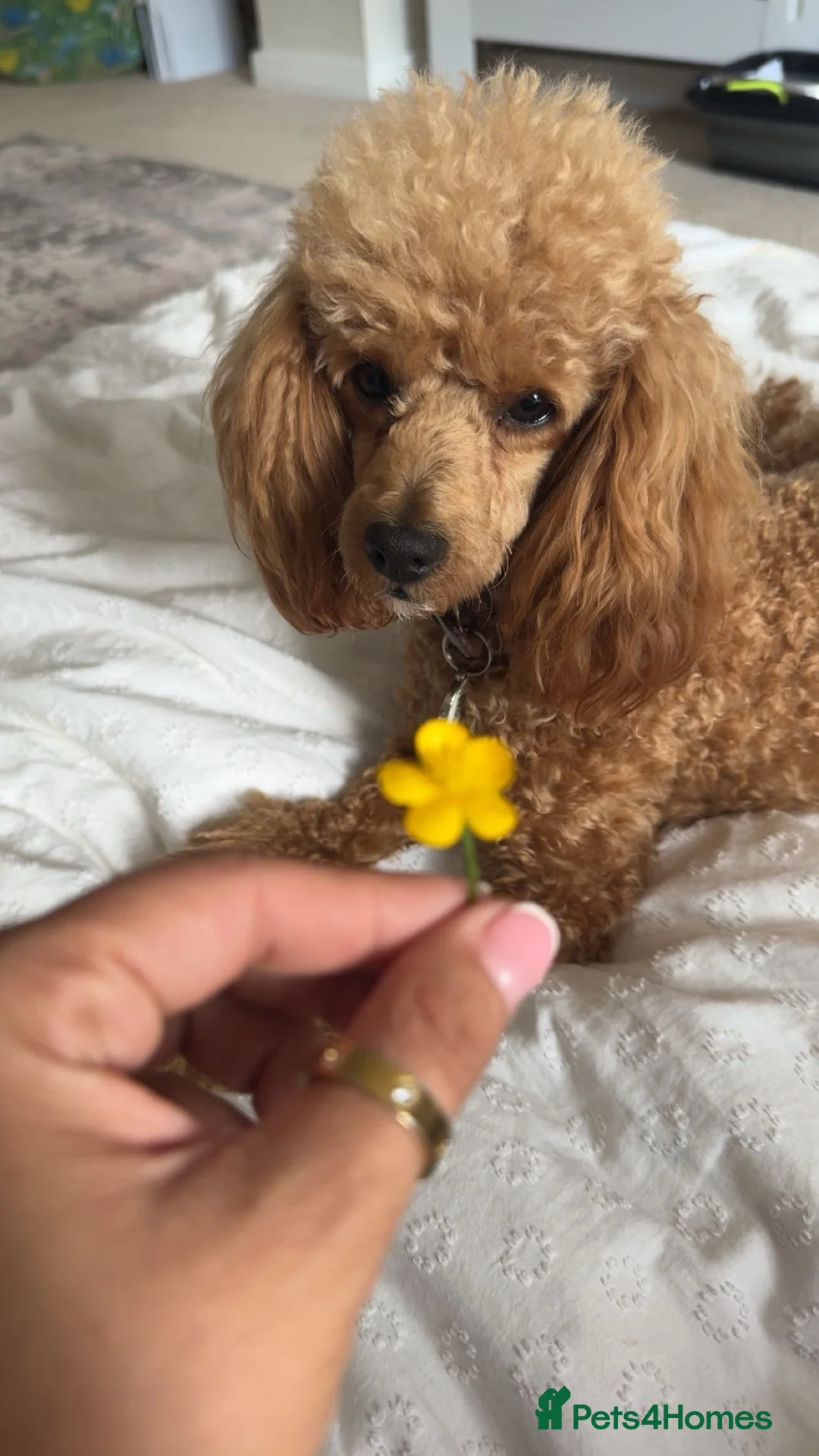 Toy Poodle dogs for sale: Toy poodle female  - Advert 2
