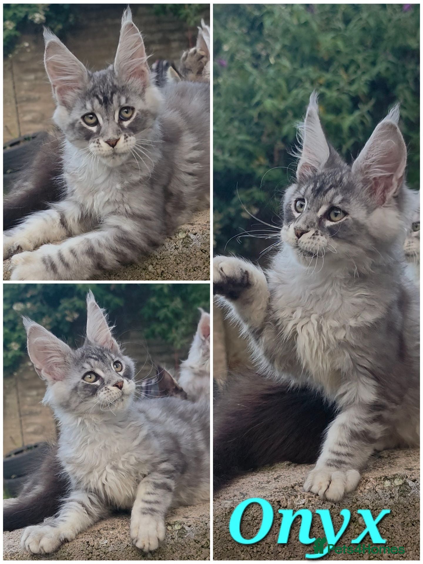 Maine Coon cats ✅✅❤️Show Quality Registered Maine Coon Kittens❤️✅✅ - Advert 9
