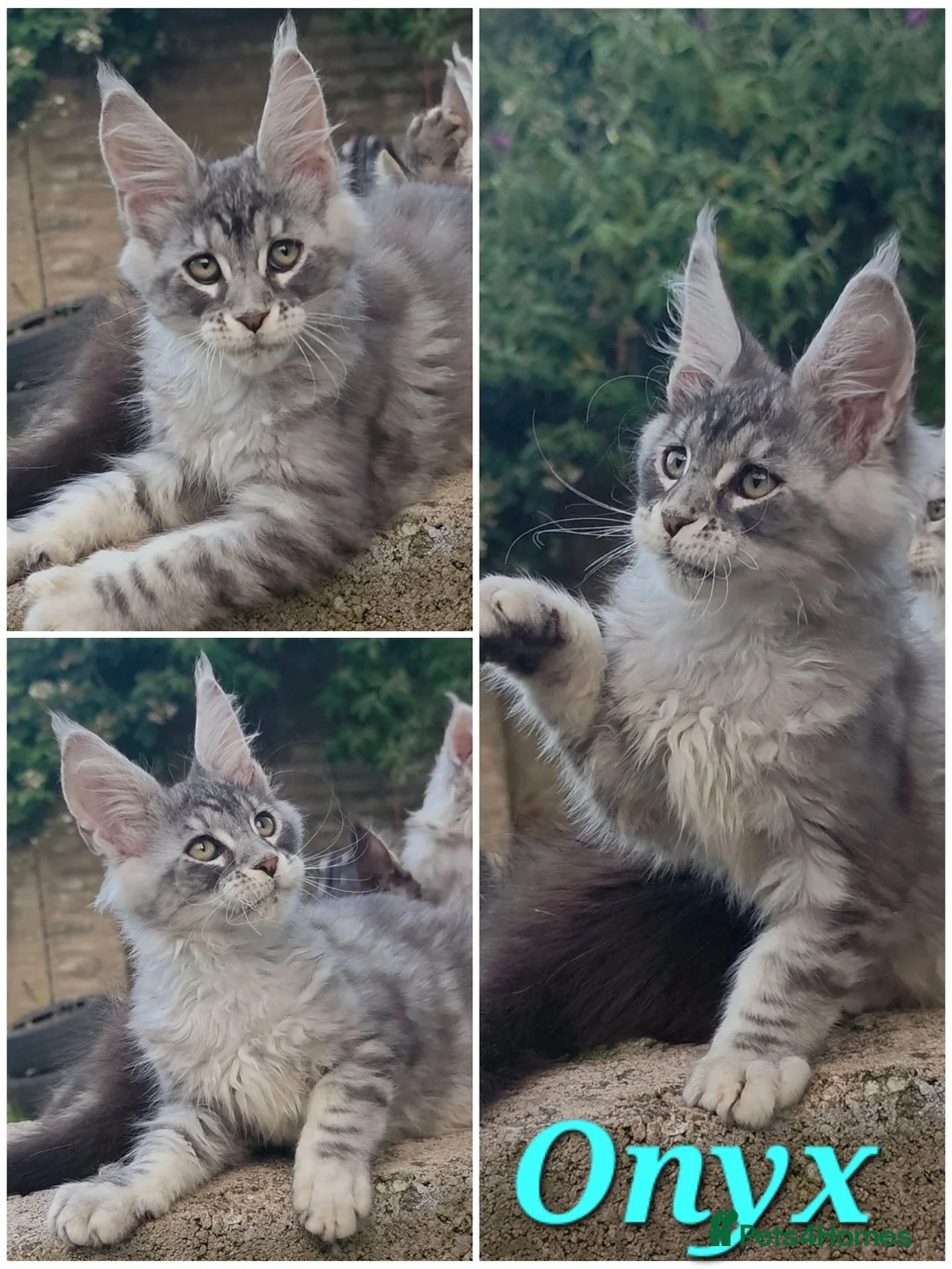 Maine Coon cats for sale: ✅✅❤️Show Quality Registered Maine Coon Kittens❤️✅✅ - Advert 1