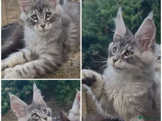 Maine Coon cats โ
โ
โค๏ธShow Quality Registered Maine Coon Kittensโค๏ธโ
โ
- Advert 9