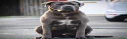 Mixed Breed dogs for sale: Ddb x cane corso - Advert 25