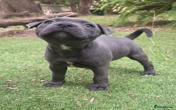 Staffordshire Bull Terrier dogs for sale: Pretty blue Staffy pups . - Advert 5