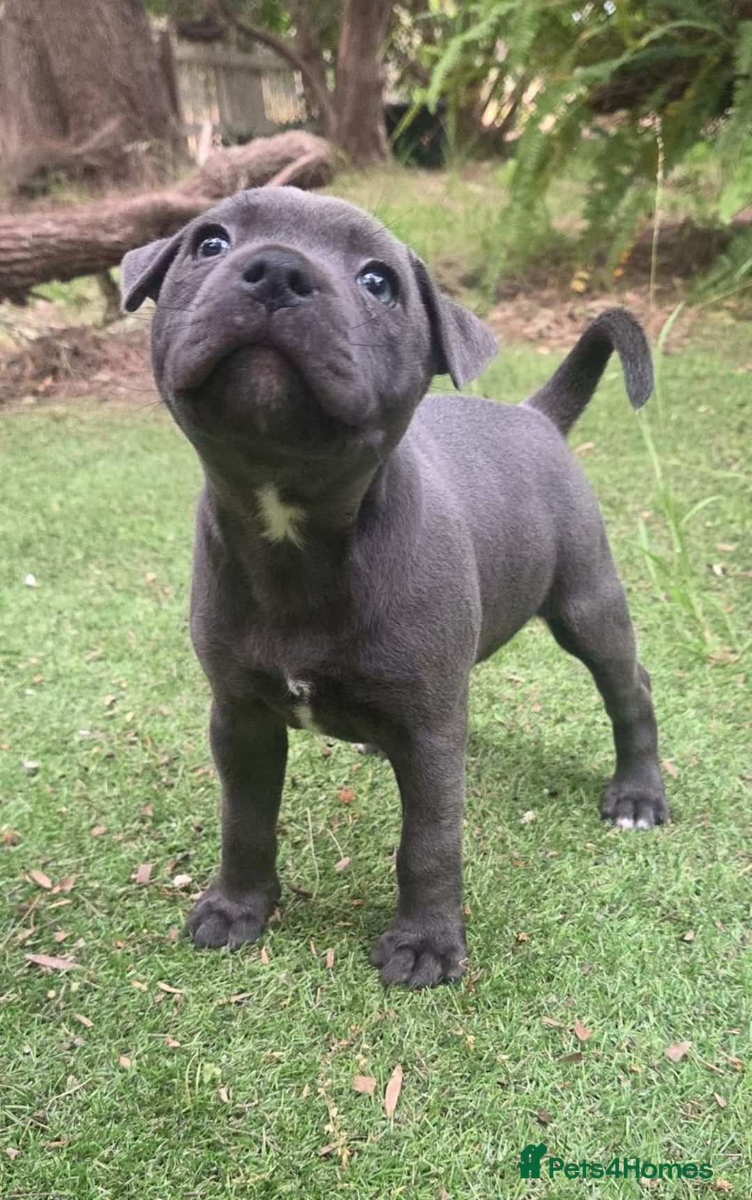 Staffordshire Bull Terrier dogs for sale: Pretty blue Staffy pups . - Advert 5