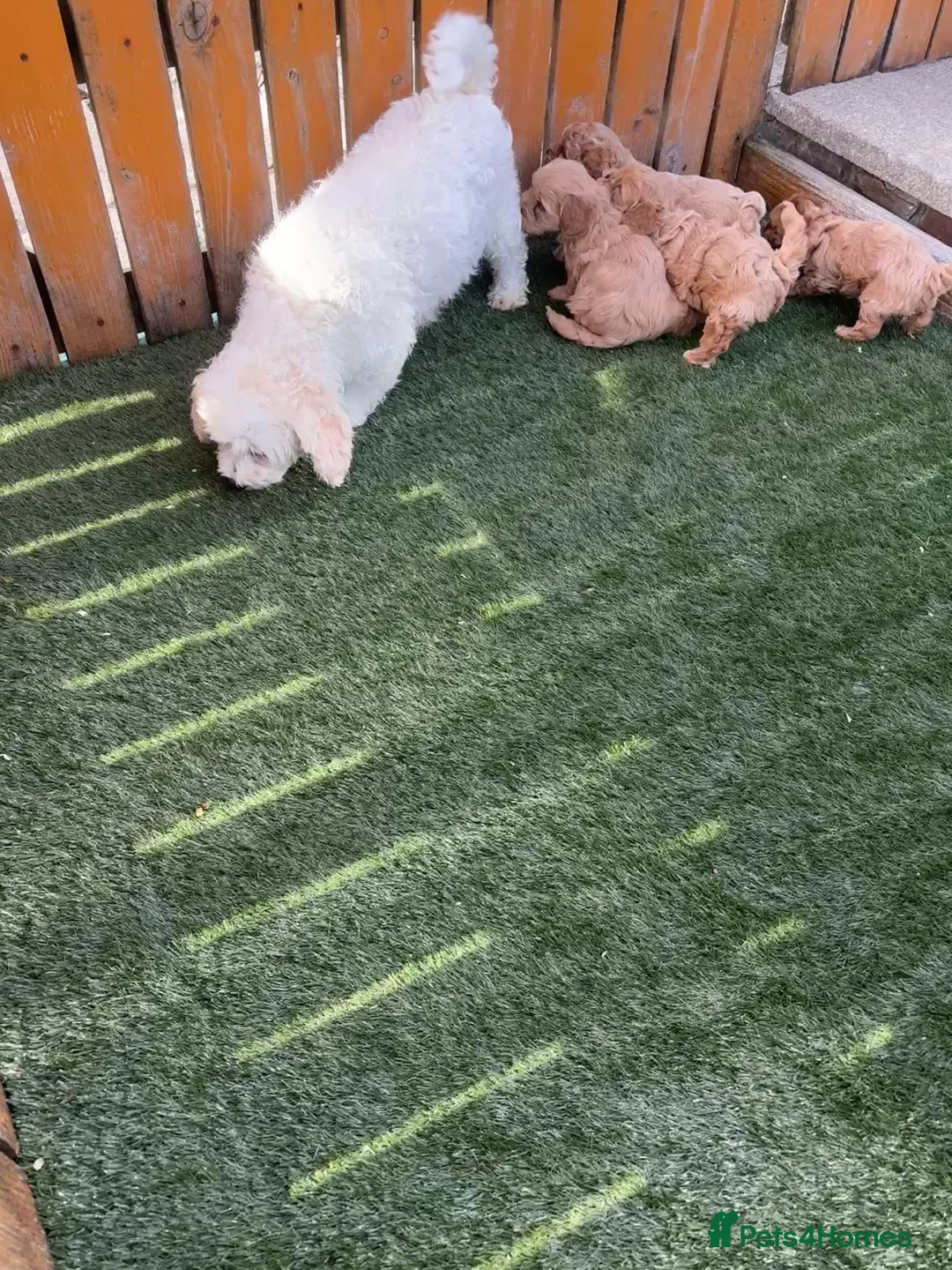 Cavapoochon dogs for sale: Adorable Cavapochon pups - Advert 1