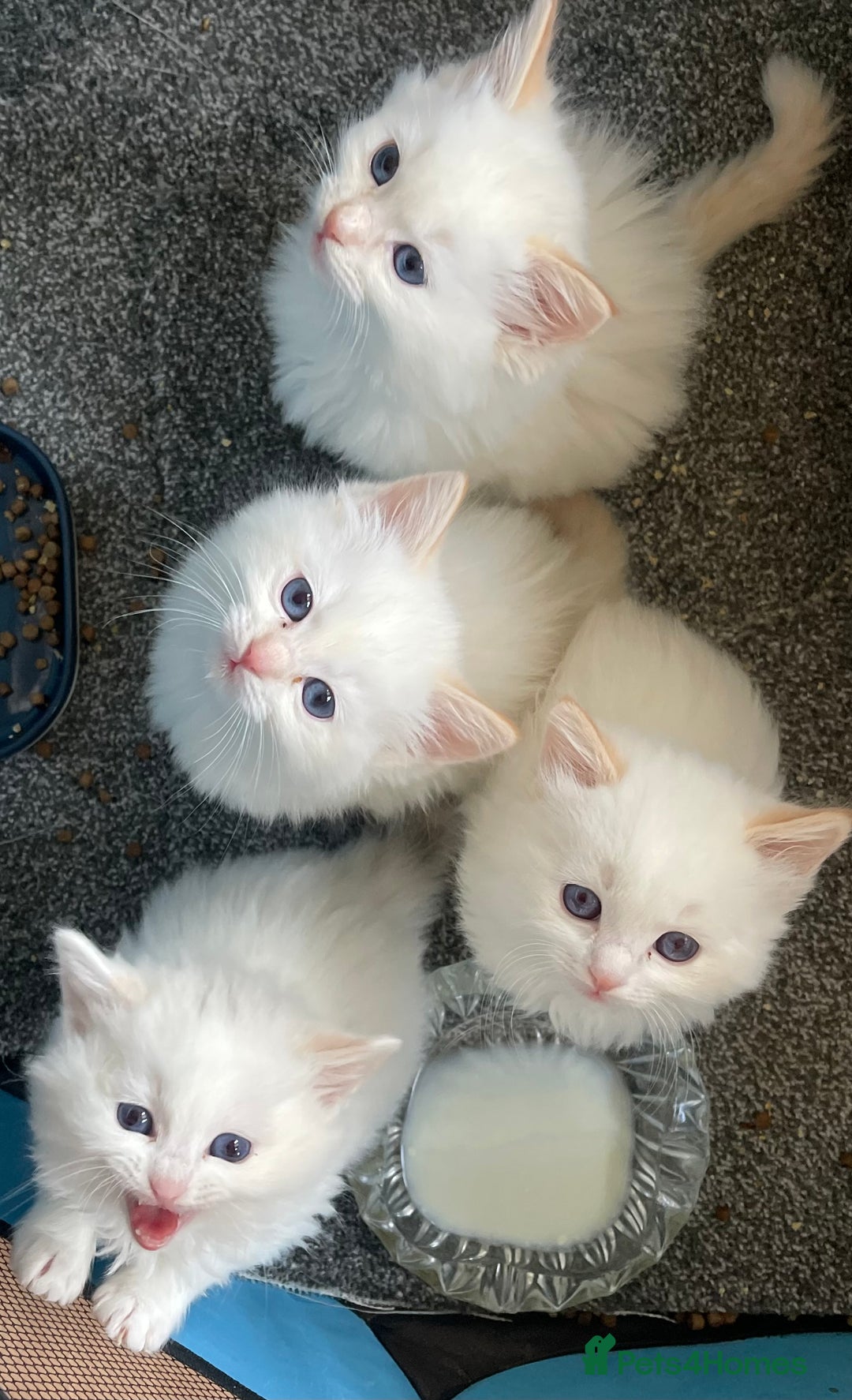 Ragdoll cats for sale: DoB:18/7/25& 14/11/25 Ragdoll Kittens Purebred - Advert 27