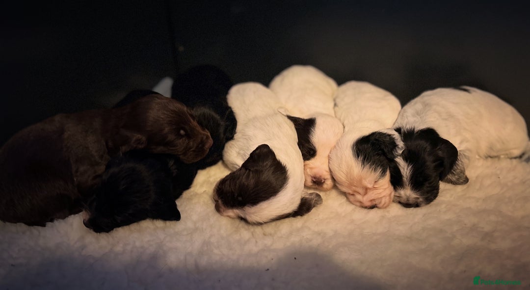 Cocker Spaniel dogs for sale: 2 Working Cocker Spaniel Dog pups - Advert 9