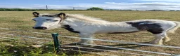 Irish Cob horses for sale: Mini cob filly foal - Advert 2