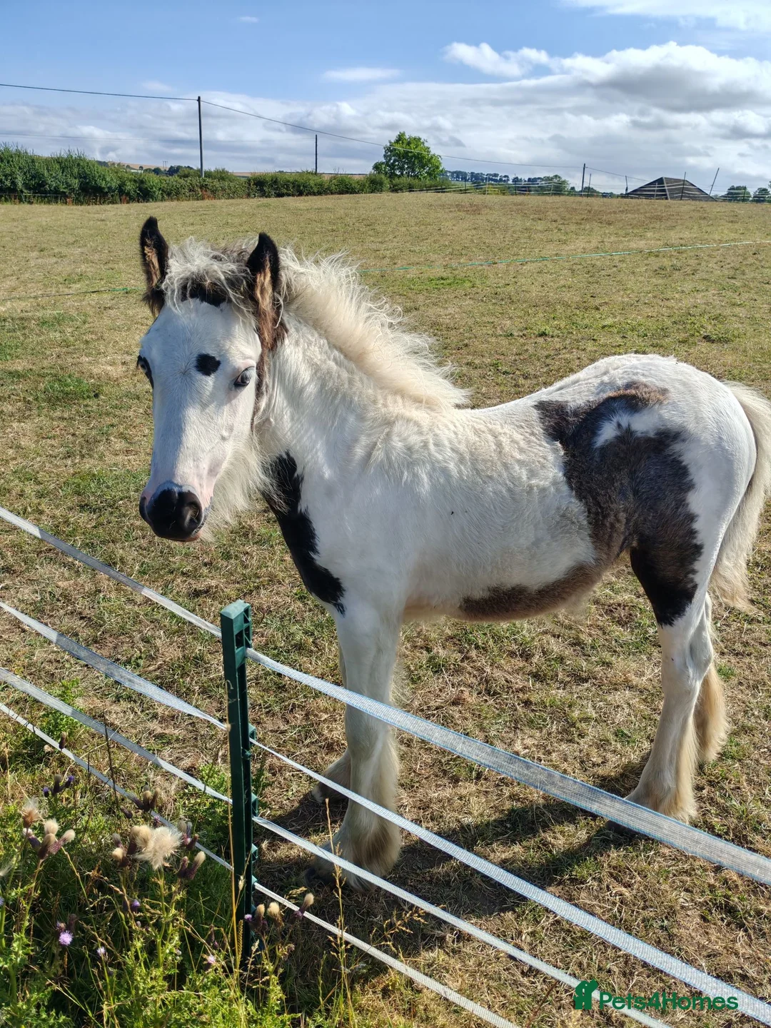 Irish Cob horses for sale: Mini cob filly foal - Advert 2