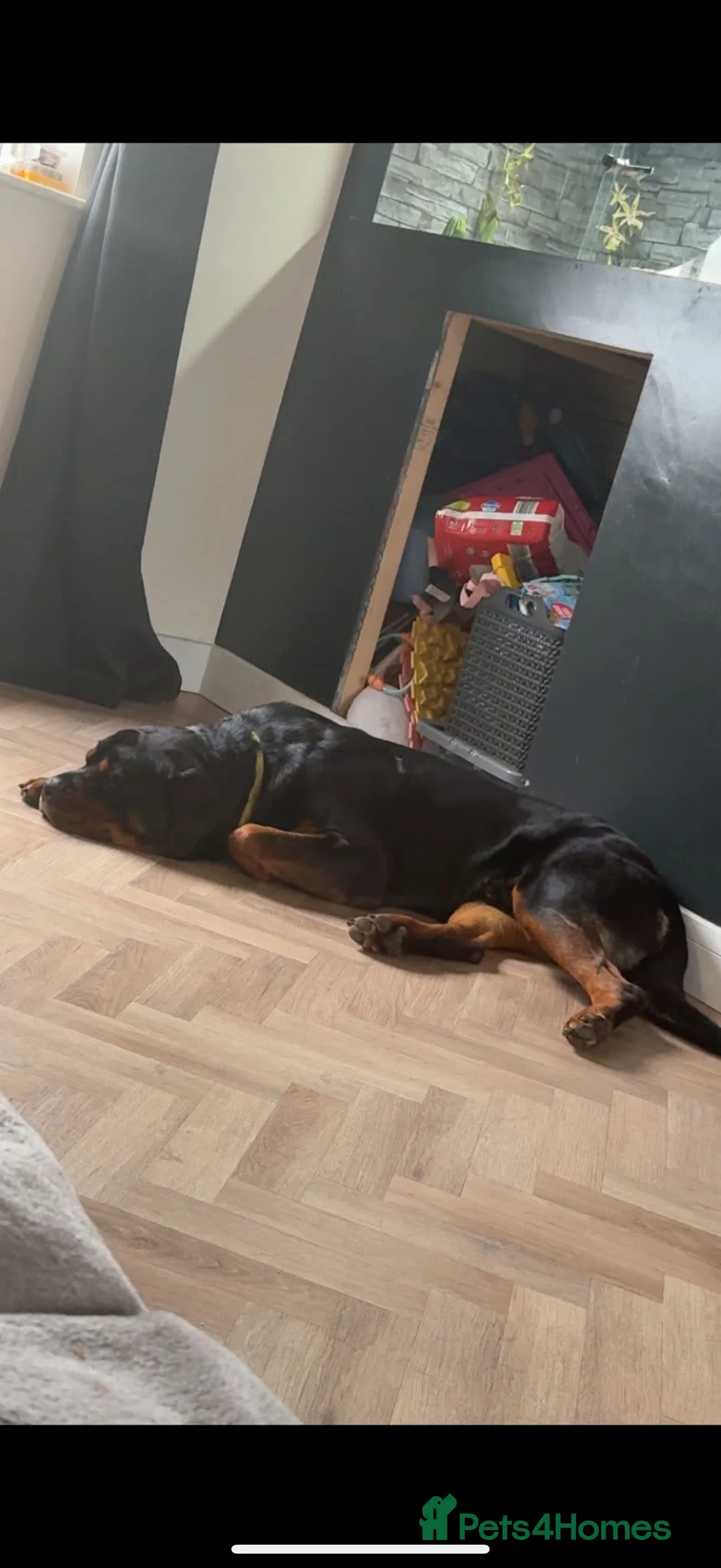 Rottweiler dogs for sale: ROSCOE - Advert 2
