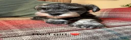 Miniature Schnauzer dogs for sale: KC registered, health tested puppies available  - Advert 5