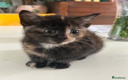 Domestic Shorthair cats for sale: Four tabby kittens for sale  - Advert 6