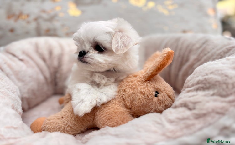 Maltese dogs - Advert 1