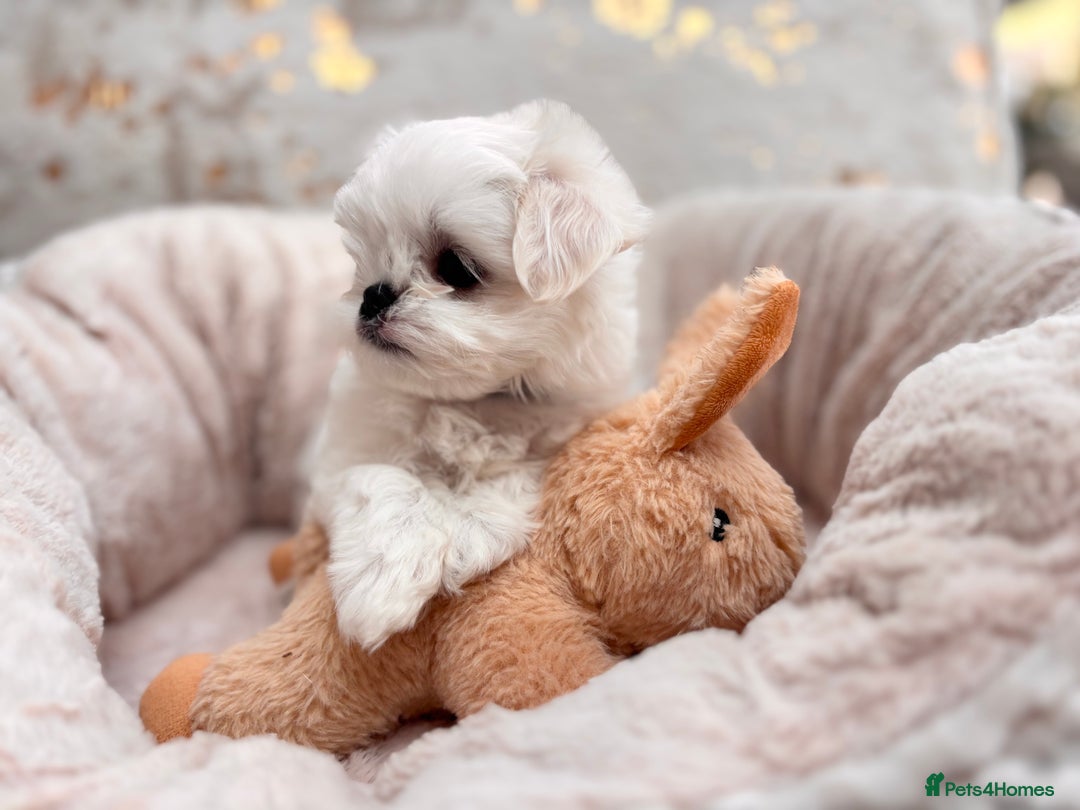 Maltese dogs for sale: 🌟Just One Left 🌟Bambelina Maltese🌟 - Image 16