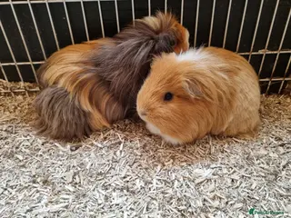 Guinea Pig rodents 2 male guinea pigs - Advert 1