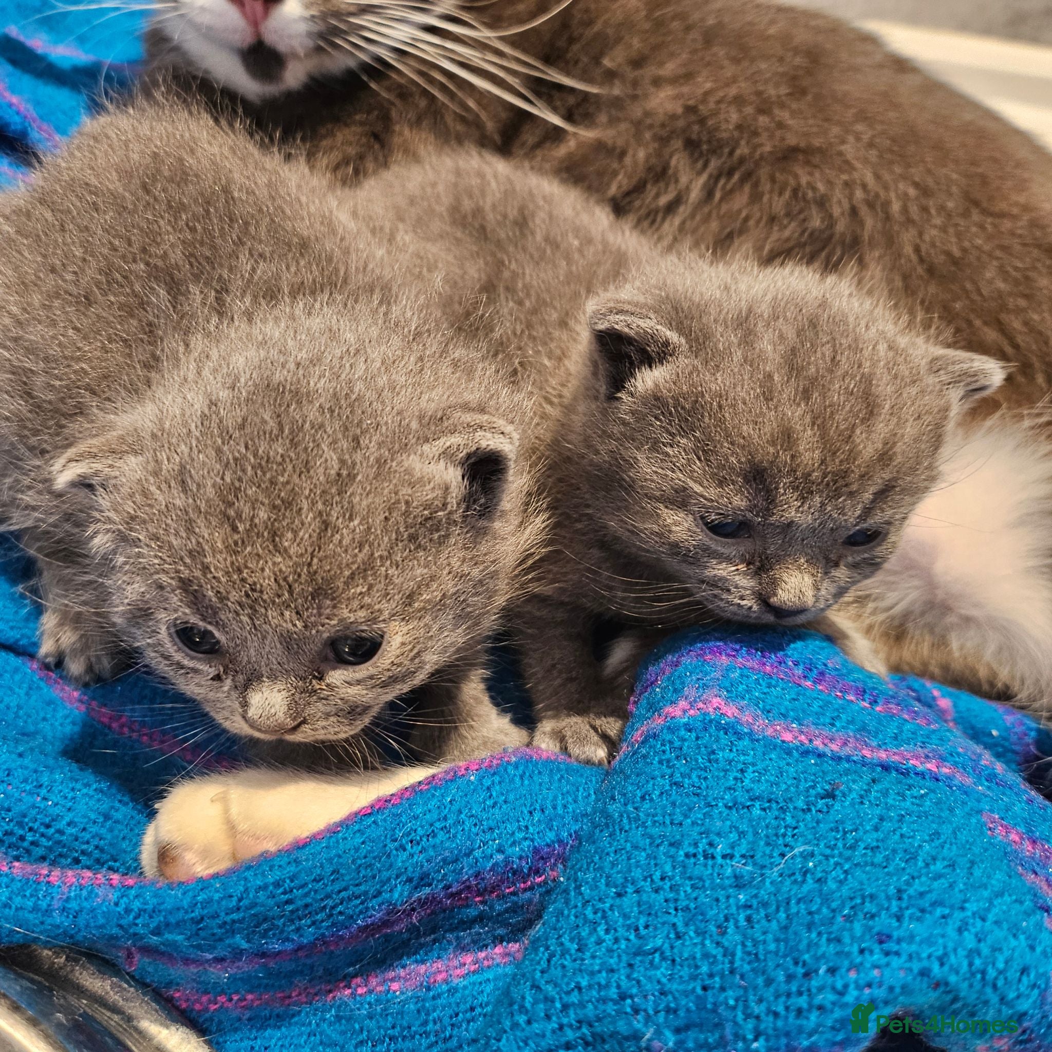 British Shorthair cats BSH kittens  - Advert 8