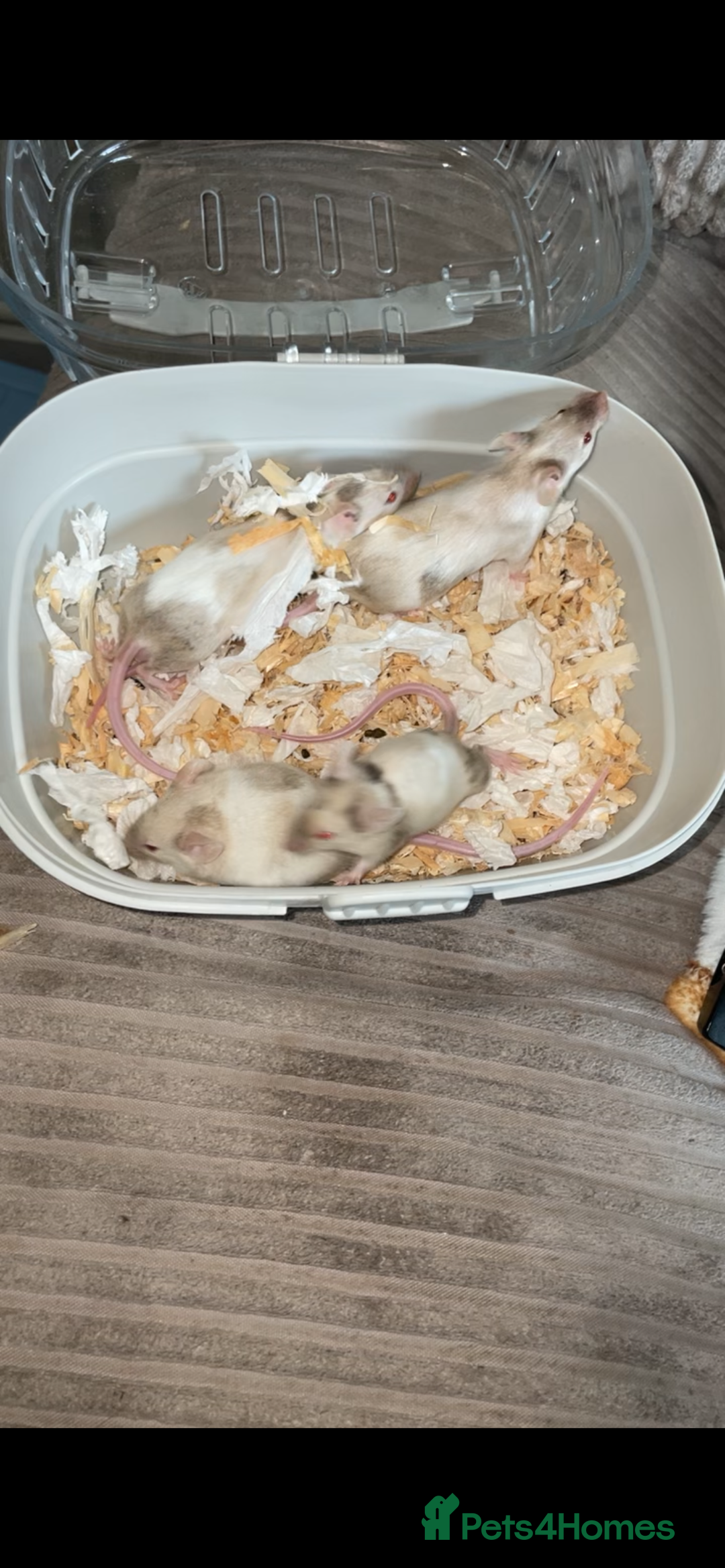 Mouse rodents for sale: Male mice  - Advert 6
