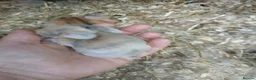 Mini Lop rabbits for sale: Waiting list for new bundles of joy  - Advert 16