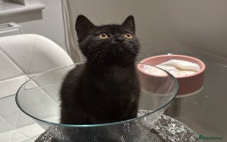 British Shorthair cats for sale: Full BSH kittens ready to leave now, 14 weeks old - Image 3