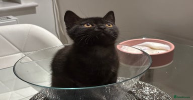 British Shorthair cats - Advert 1